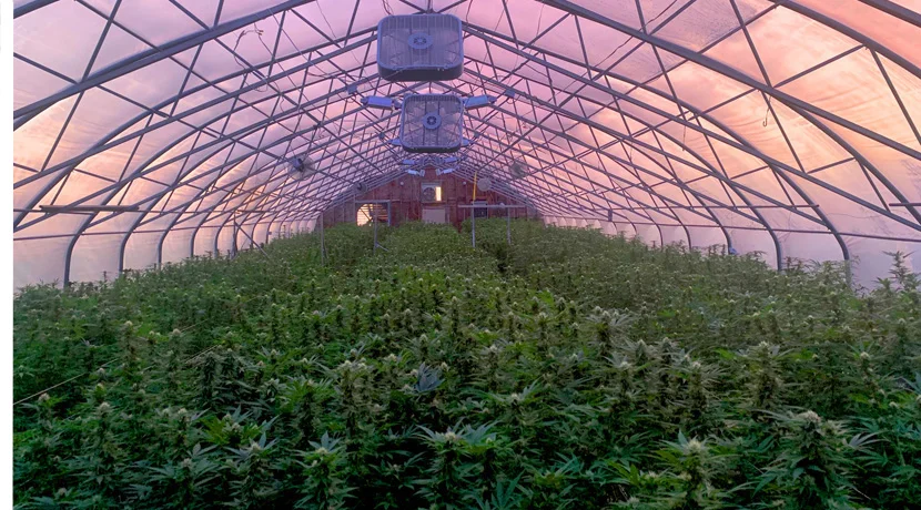 Hemp growing in a greenhouse