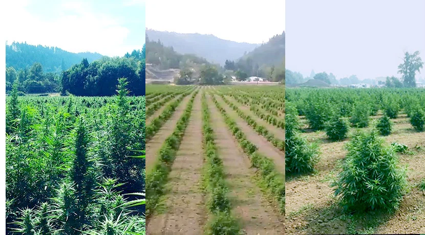 Hemp fields